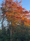 Preparing your Luxury Home for Autumn